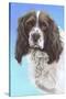 Sprinter Spaniel Zac-Karie-Ann Cooper-Stretched Canvas