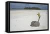 Sprouting Coconut on Beach-null-Framed Stretched Canvas