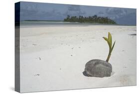 Sprouting Coconut on Beach-null-Stretched Canvas