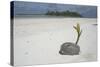 Sprouting Coconut on Beach-null-Stretched Canvas