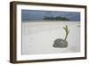 Sprouting Coconut on Beach-null-Framed Photographic Print