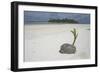 Sprouting Coconut on Beach-null-Framed Photographic Print