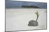 Sprouting Coconut on Beach-null-Mounted Photographic Print