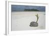 Sprouting Coconut on Beach-null-Framed Photographic Print