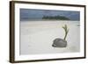 Sprouting Coconut on Beach-null-Framed Photographic Print