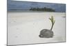 Sprouting Coconut on Beach-null-Mounted Photographic Print