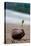 Sprouting Coconut Palm Tree on Beach Photo Poster Print-null-Stretched Canvas