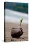 Sprouting Coconut Palm Tree on Beach Photo Poster Print-null-Stretched Canvas