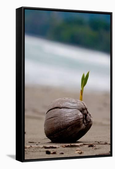 Sprouting Coconut Palm Tree on Beach Photo Poster Print-null-Framed Stretched Canvas