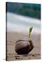 Sprouting Coconut Palm Tree on Beach Photo Poster Print-null-Stretched Canvas