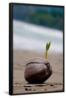 Sprouting Coconut Palm Tree on Beach Photo Poster Print-null-Framed Poster