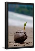 Sprouting Coconut Palm Tree on Beach Photo Poster Print-null-Framed Poster