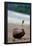 Sprouting Coconut Palm Tree on Beach Photo Poster Print-null-Framed Poster