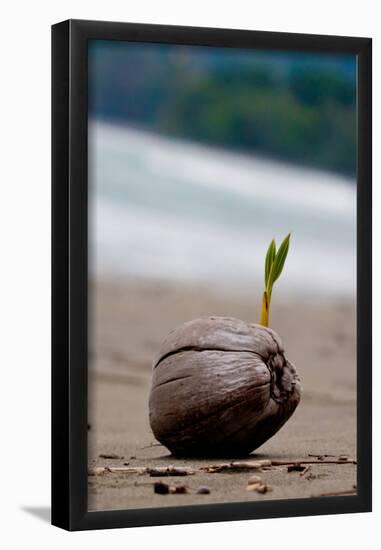 Sprouting Coconut Palm Tree on Beach Photo Poster Print-null-Framed Poster