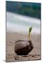 Sprouting Coconut Palm Tree on Beach Photo Poster Print-null-Mounted Poster