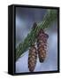Spruce Cones on a Single Branch, Near Ouray, Colorado, United States of America, North America-James Hager-Framed Stretched Canvas