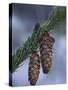 Spruce Cones on a Single Branch, Near Ouray, Colorado, United States of America, North America-James Hager-Stretched Canvas