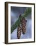 Spruce Cones on a Single Branch, Near Ouray, Colorado, United States of America, North America-James Hager-Framed Photographic Print