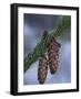 Spruce Cones on a Single Branch, Near Ouray, Colorado, United States of America, North America-James Hager-Framed Photographic Print