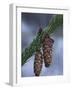 Spruce Cones on a Single Branch, Near Ouray, Colorado, United States of America, North America-James Hager-Framed Photographic Print