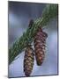 Spruce Cones on a Single Branch, Near Ouray, Colorado, United States of America, North America-James Hager-Mounted Photographic Print