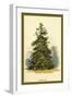 Spruce Fir Tree-W.h.j. Boot-Framed Art Print