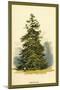 Spruce Fir Tree-W.h.j. Boot-Mounted Art Print