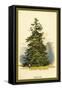 Spruce Fir Tree-W.h.j. Boot-Framed Stretched Canvas