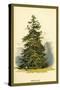 Spruce Fir Tree-W.h.j. Boot-Stretched Canvas