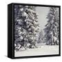 Spruce Fir Trees Covered in Snow-null-Framed Stretched Canvas