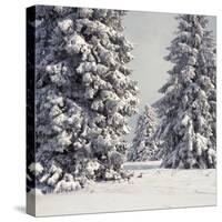 Spruce Fir Trees Covered in Snow-null-Stretched Canvas