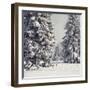 Spruce Fir Trees Covered in Snow-null-Framed Photographic Print
