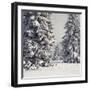 Spruce Fir Trees Covered in Snow-null-Framed Photographic Print