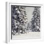 Spruce Fir Trees Covered in Snow-null-Framed Photographic Print