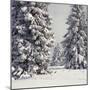 Spruce Fir Trees Covered in Snow-null-Mounted Photographic Print