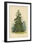 Spruce Fir-William Henry James Boot-Framed Giclee Print
