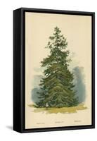 Spruce Fir-William Henry James Boot-Framed Stretched Canvas