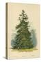 Spruce Fir-William Henry James Boot-Stretched Canvas