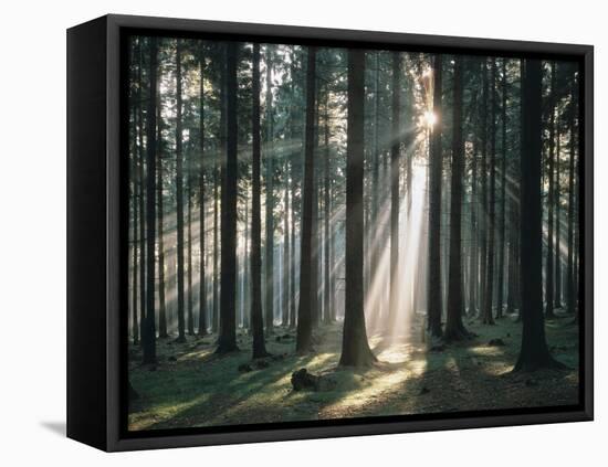 Spruce Forest, Back Light-Thonig-Framed Stretched Canvas