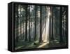 Spruce Forest, Back Light-Thonig-Framed Stretched Canvas
