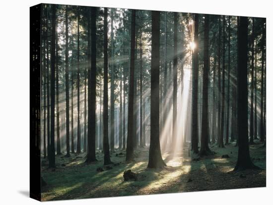 Spruce Forest, Back Light-Thonig-Stretched Canvas