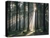 Spruce Forest, Back Light-Thonig-Stretched Canvas