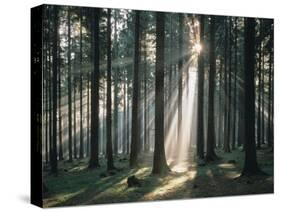 Spruce Forest, Back Light-Thonig-Stretched Canvas