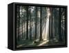 Spruce Forest, Back Light-Thonig-Framed Stretched Canvas