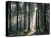 Spruce Forest, Back Light-Thonig-Stretched Canvas