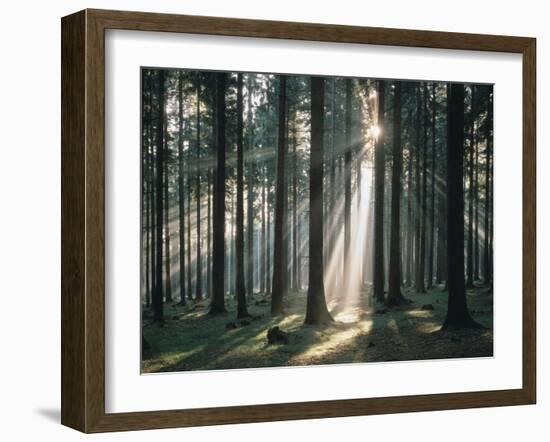 Spruce Forest, Back Light-Thonig-Framed Photographic Print