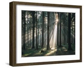 Spruce Forest, Back Light-Thonig-Framed Photographic Print