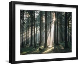 Spruce Forest, Back Light-Thonig-Framed Photographic Print