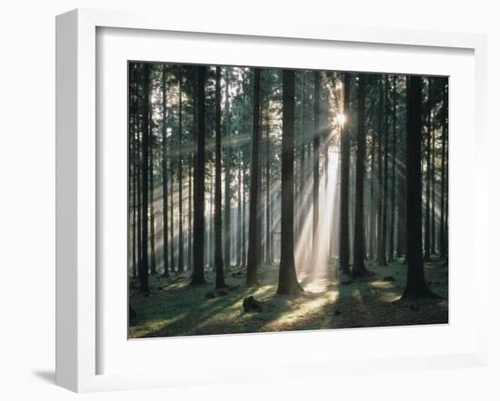 Spruce Forest, Back Light-Thonig-Framed Photographic Print