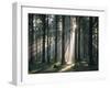 Spruce Forest, Back Light-Thonig-Framed Photographic Print